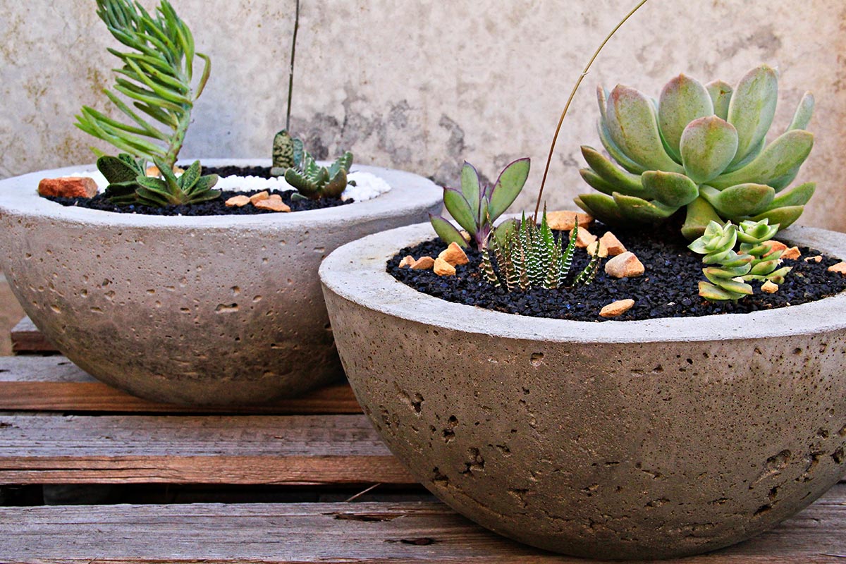 Succulents in round cement pots