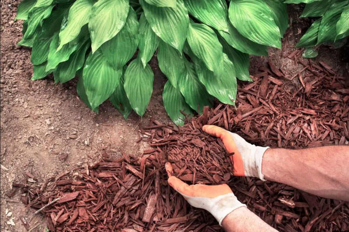 Closeup man wearing gardening gloves applying brown mulch chips from a bag on soil around green hosta plants to control weeds and as a landscape around yard borders in fall and spring