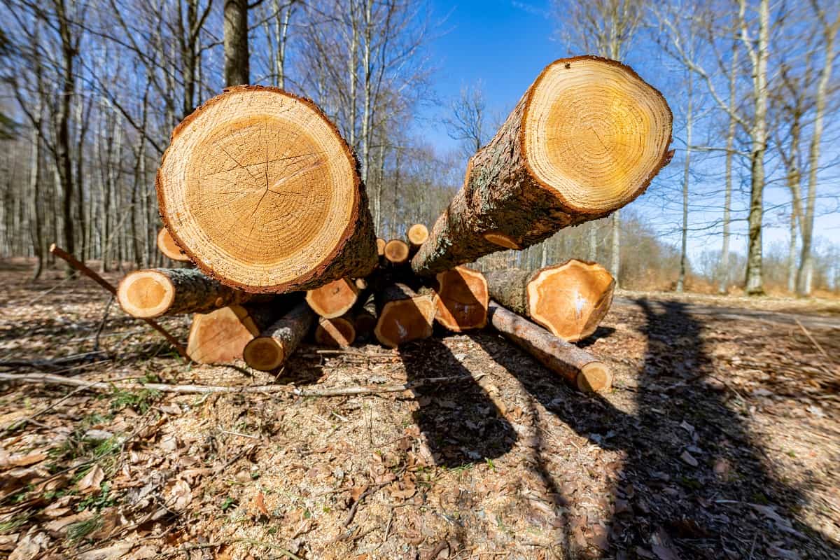 Larch Wood - A log of freshly cut larch wood.