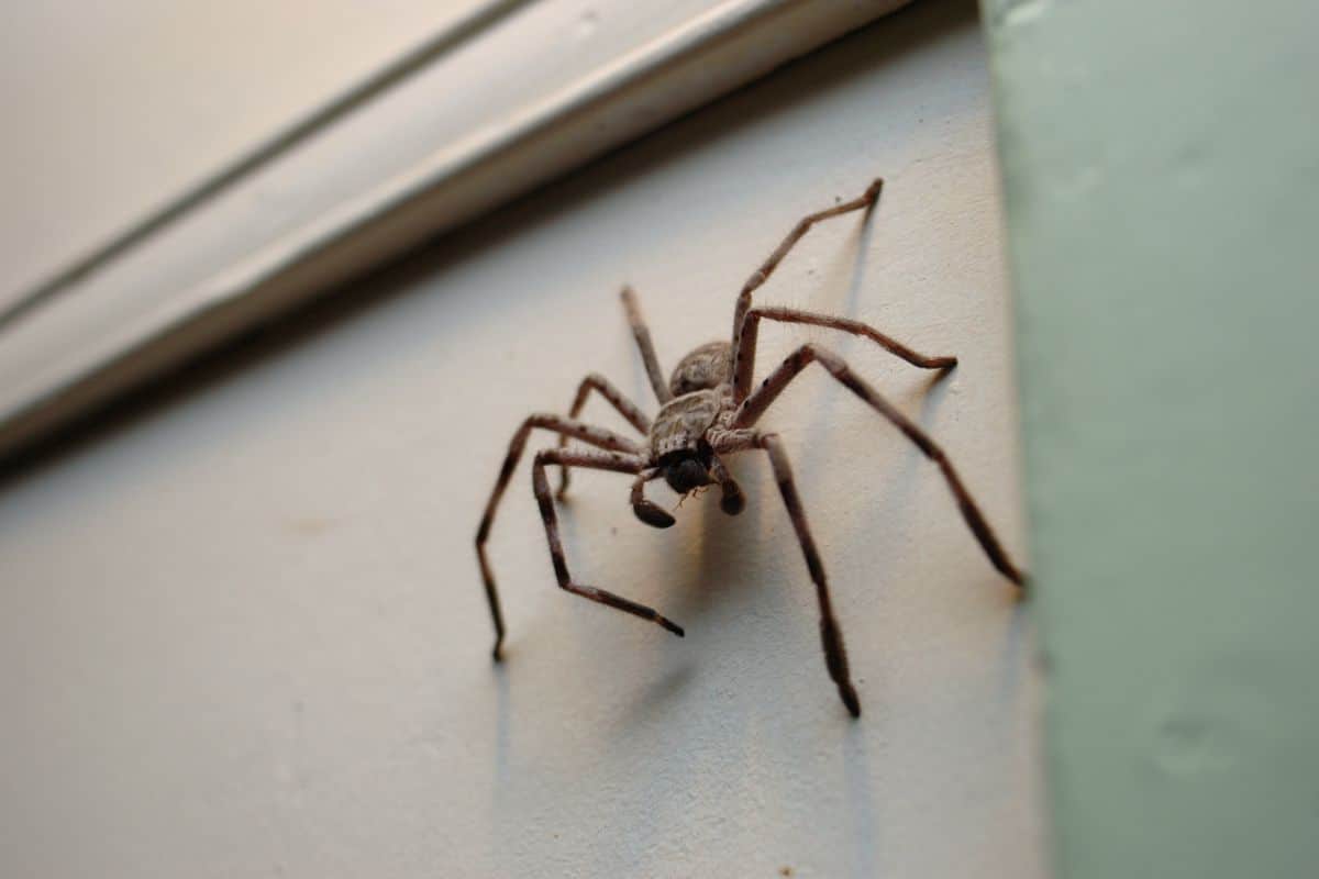 Large Huntsman Spider under porch light waiting for moths to eat.

