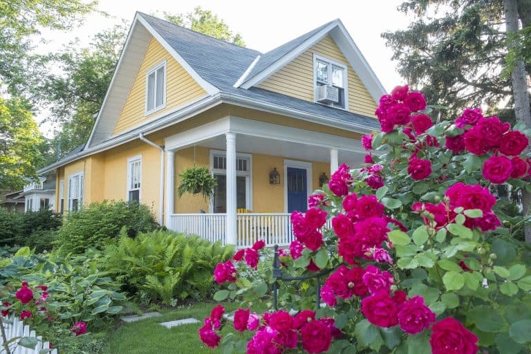 Pink Rose Bush in Front of a Beautiful Yellow House, What Color Shingles For A Yellow House?
