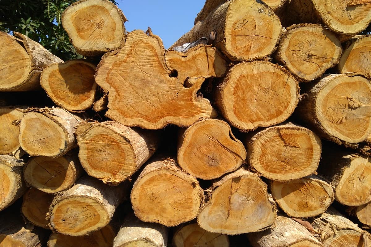 Teak Wood - Piles of teak wood neatly arranged