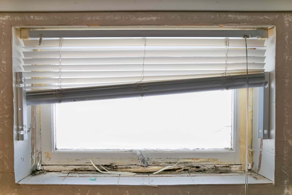 Horizontal image of a basement window with black mold and rotting wood on the window sill.