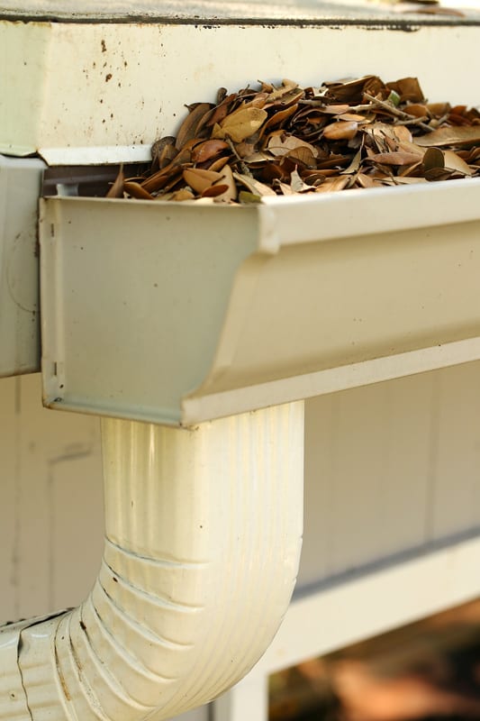 Neglected gutter and downspout clogged with rotting oak leaves.